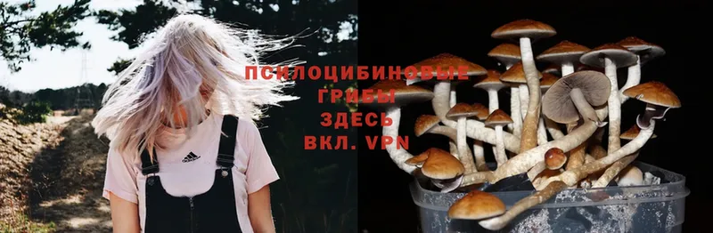 даркнет телеграм  цена   Пугачёв  Галлюциногенные грибы MAGIC MUSHROOMS 